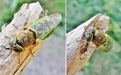 Réf. 328 449 : Odontomyia angulata